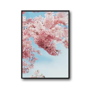 Peach Frame